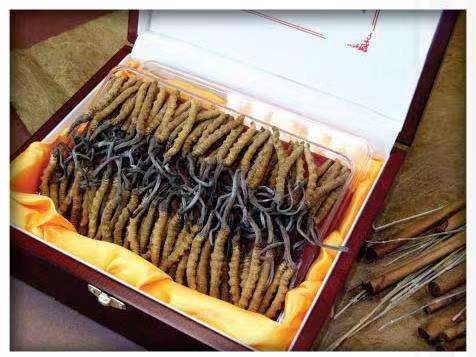 瑞溪镇冬虫夏草回收